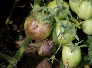 Ataque mais ou menos importante de <i><b>Phytophthora infestans</b></i> em frutas verdes. (mildiou, late blight)