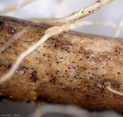 Vista de perto com uma lupa binocular das microesclétias formadas nas raízes do tomate por <b><i>Colletotrichum coccodes</i></b>.