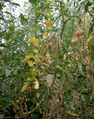 As folhas baixas acabam por necrose. Observe a disposição unilateral dos folhetos necrosados. <b><i>Fusarium oxysporum</i> f. sp. <i>lycopersici</i> </b> (fusariose, <i>Fusarium</i> wilt)