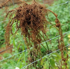 Este sistema radicular de tomate, cuidadosamente arrancado, mostra algumas grandes galhas e protuberâncias. <b><i>Meloidogyne</i> spp.</b> (root-knot nematodes)