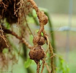 O tamanho das galhas causadas pelo <b><i>Meloidogyne</i> spp.</b> é por vezes importante. Em particular, flutua de acordo com as espécies. (root-knot nematodes) 