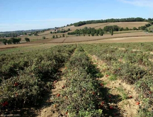 Esta cultura de tomate de campo aberto é quase inteiramente afetada pelo stolbur. Muitas, muitas plantas têm um porte arbustivo e uma tonalidade antocianosa. <b><i>Candidatus</i> Phytoplasma solani</b> (stolbur)