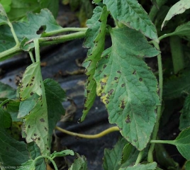 Muitas manchas castanhas a pretas, circulares a ligeiramente angulares, por vezes auréoladas com um halo amarelo em folhetos de tomate. <b><i>Xanthomonas</i> sp.</b> (sarna bacteriana, bacterial spot) 