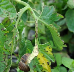 Lesões acastanhadas e longitudinais nos pecóios. <b><i>Xanthomonas</i> sp.</b> (sarna bactéria, bacterial spot)