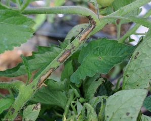 Amplas praias acastanhadas, longitudinais, ocasionadas por <b><i>Xanthomonas</i> sp.</b> no caule de tomate. (sarna bacteriana, bacterial spot)