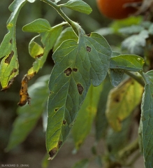 Manchas jovens castanhas a pretas, mais ou menos arredondadas ou por vezes angulares quando delimitadas pelas nervuras, no folheto de tomate. <i><b>Alternaria tomatophila</b></i> (alternariose, early blight)