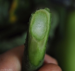 Um corte transversal do caule mostra que os vasos são ligeiramente castanhos. <b><i>Verticillium dahliae</i></b> (verticilliose, <i>Verticillium</i> wilt).