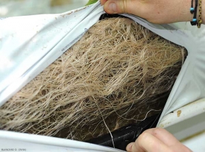 Detalhe de uma proliferação radicular em um pão de uma cultura de tomate acima do solo. <b><i>Rhizobium radiobacter</i></b> (« root mat »)