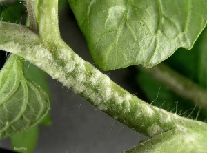 Muitas ilhotas de células inchadas de água formaram-se e cobrem este caule de tomate. <b>Intumescências</b> (oedema)(Bruce WATT - Universidade do Maine)
