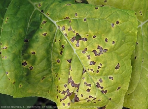 Detalhes de lesoes angulares castanhas e necroticas devido ao desenvolvimento de <b><i>Pseudomonas syringae</i> pv. <i>tabaci</i></b> (fogo selvagem).