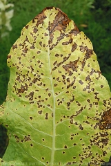 Detalhes em castanho, mostram variacao na quantidade de bacteria, devido ao seu desenvolvimento sobre as laminas das folhas de tabaco. Observar que a doenca converge em algumas areas. <b><i>Pseudomonas syringae</i> pv. <i>tabaci</i></b> (fogo selvagem).