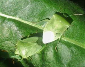 Stink bug 2 - Zimbabwe