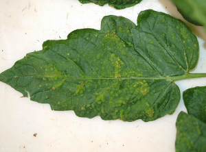 Este folíolo do tomateiro é coberto por pequenas lesões cloróticas e circulares de alguns milímetros de diâmetro, elevadas na face superior da lâmina foliar, por vezes concentradas perto de certos veios. <b>Intumescência</b> (edema) 