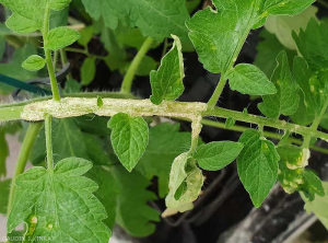 Muitas ilhas de células inchadas de água se formaram e cobrem esses pecíolos dessa folha de tomate. <b>Intumescência</b> (edema) 