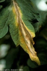 Esta lesão bege e pergaminho desenvolveu-se em grande parte a partir da ponta do folheto e assumiu a forma de chama. <b><i>Botrytis cinerea</i></b> (mofo cinzento, bolor cinzento)