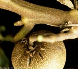 Haste bronzeada superficialmente. <b><i>Aculops lycopersici</i></b> (acariose bronzeada, tomate russet traça)