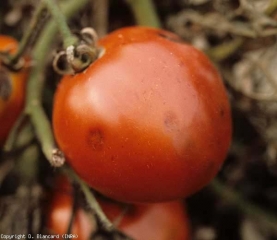 Pequenas manchas deprimidas, no centro castanho, que podem ser confundidas com as causadas por <i>Colletotrichum coccodes</i>. <b><i>Alternaria</i> sp.</b>