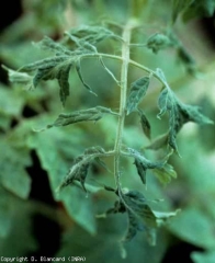 Folhetos filiformes, ligeiramente enrolados. <b>Vírus do mosaico do tabaco</b> (<i>Tobacco mosaic virus</i>, TMV)