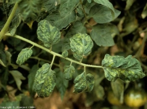 Folhetos em relevo e mosaicos. <b>Vírus do mosaico do tabaco</b> (<i>Tobacco mosaic virus</i>, TMV)