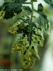 Mosaico muito marcado em praias amarelas vivas em folhetos. <b>Vírus do mosaico do tabaco</b> (<i>Tobacco mosaic virus</i>, TMV), Cepa Aucuba.