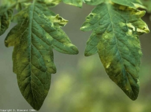 Mosaico em manchas amarelas. Alternância de praias verdes claras e verdes escuras.<b>Virus de la mosaïque du tabac</b> (<i>Tobacco mosaic virus</i>, TMV)