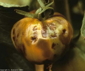 Muitas necroses marrons irregulares ligeiramente irregulares. <b>Vírus do mosaico do tabaco</b> (<i>Tobacco mosaic virus</i>, TMV)