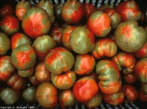 TMV_tomate_DB_271