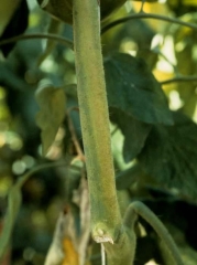 <b><i>Fusarium oxysporum</i> f. sp. <i>lycopersici</i></b> (fusariose, <i>Fusarium</i> wilt)