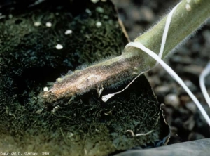 Chancre marrom, ligeiramente deprimido se desenvolvendo em apenas um lado do colarinho e caule (em forma de chama). <b><i>Fusarium oxysporum</i> f. sp. <i>radicis-lycopersici</i> (FORL)</b> (<i>Fusarium</i> coroa e raiz