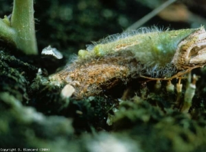 Chancre marrom, úmido, bem delimitado, deprimido (em um impulso), coberto com muco de salmão. <b><i>Fusarium oxysporum</i> f. sp. <i>radicis-lycopersici</i>,FORL (fusariose radicular, <i>Fusarium</i> crown and root