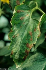 Foliol coberto com muitas manchas marrons zoneadas com reflexo metálico (sob abrigo). <b> Manchas necróticas indeterminadas</b>