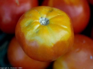 collet_jaune_tomate_DB_270_717