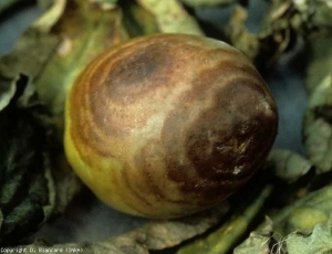 Manchas marrons largas, constituídas por anéis concêntricos com contornos recortados. <i><b>Phytophthora nicotianae</b></i> (mildiou telúrico, solo mildew)