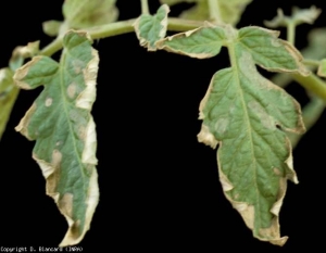 Mancha de foliação interna. <b>Pitotoxicidade (herbicida)</b>