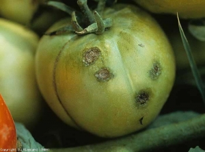 Quatro manchas pustulosas e de ligação, oleosas na periferia, são bem visíveis nesta fruta ainda verde. <b><i>Xanthomonas</i> sp.</b> (ga bacteriana, mancha bacteriana)