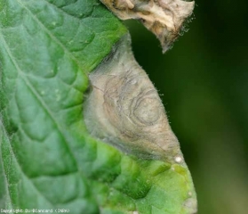 O excesso de umidade permitiu que o micélio de <b><i>Botrytis cinerea</i></b> penetrasse diretamente na cutícula desse folheto, onde uma lesão necrótica se desenvolveu na periferia do limbo. Além dos padrões concêntricos castanhos escuros, está parcialmente coberto pelos conidioforos e conídios deste fungo. (mofo cinzento, molde cinzento)