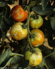 Em alguns cachos, os frutos têm lesões necróticas irregulares de tonalidade esbranquiçada. <b>Vírus do mosaico do pepino</b>  (<i>Cucumber mosaic virus</i>, CMV)