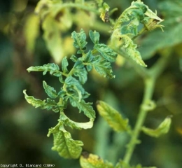 Vários folhetos do ápice desta planta são cloroticos, até amarelos intensos; observe que alguns também são bolhas. <b>Vírus do atrofiamento marmorizado da berinjela</b> (<i>Eggplant mottled dwarf virus</i>, EMDV)