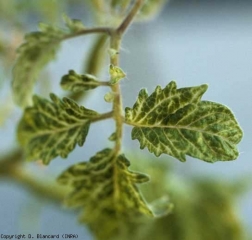 Sintomas em folhas de <b>vírus de atrofia de berinjela marmorizada</b> (<i>Eggplant mottled dwarf virus</i>, EMDV)