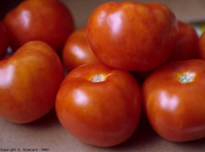 pepMV_tomate_DB_438_710