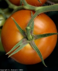 pepMV_tomate_DB_434_136