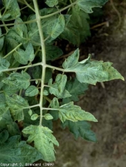 <b>Vírus do mosaico do tomate</b> (<i>Tomato mosaic virus</i>, ToMV)