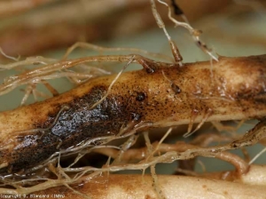 Nas áreas radiculares mais afetadas, os tecidos do córtex são bem castanhos, bastante úmidos, e gradualmente se decompõem. Agora podemos distinguir bem as microesclétias de <b><i>Colletotrichum coccodes</i></b> (black dots).