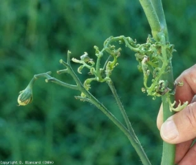 Cette feuille et ces folioles plus petites et épaisses sont particulièrement enroulées et fripées. <b>Phytotoxicité</b> (effets de pesticides, pesticide injuries)