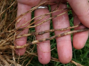 Uma suberização superficial do córtex por setores pode ser vista nas raízes. Os tecidos afectados assumem uma tonalidade castanha a castanha. <i><b>Pyrenochaeta lycopersici</b></i> (raízes de ligação, corky root)