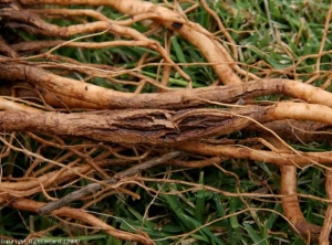 A suberização logo se generaliza. Algumas mangas de Liège são rachadas. <i><b>Pyrenochaeta lycopersici</b></i> (raízes de Liège, corky root)