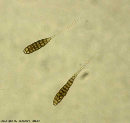 <i><b>Alternaria tomatophila</b></i> tem um micélio compartimentado que se mistura gradualmente com a idade. Produz conidioforos curtos setados e castanhos sobre os quais muitas vezes se formará apenas uma conidia. As conídios são marrons, pluricelulares e muito alongadas. Eles têm um longo apêndice hialino (bico), às vezes bifurcado e mais longo que o corpo do esporo, que mede entre 120 e 300 μm de comprimento (da base até a ponta do bico). <b>Alternariose (early blight)</b>