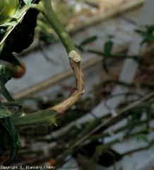 Uma vez instalado no caule, <b><i>Botrytis cinerea</i></b> desenvolve-se continuamente lá. Eventualmente, os cancros podem cercar este órgão por vários centímetros (mofo cinza, grey mold).