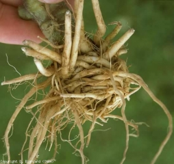 O sistema radicular desta planta jovem tem a forma de um «chignon», traduzindo uma tendência das raízes a enrolarem-se sobre si próprias. <b>Malformação radicular</b>