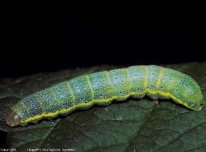 Lagarta da noite <b><i>Lacanobia oleracea</i></b> (mariposa)